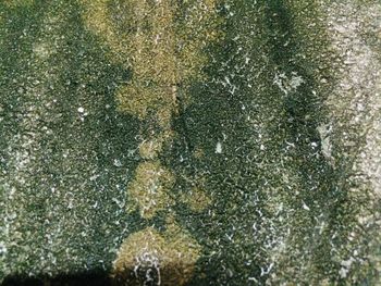 Full frame shot of plants during winter
