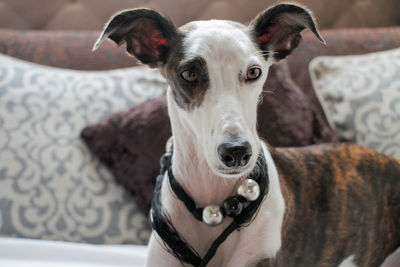 Close-up portrait of dog at home