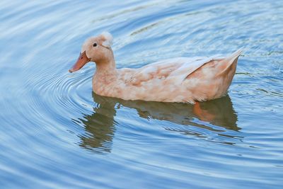 Close-up of duck swimming in lake