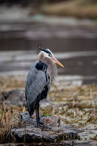 High angle view of gray heron perching on a lake