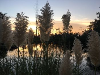 Silhouette trees by lake against sky during sunset