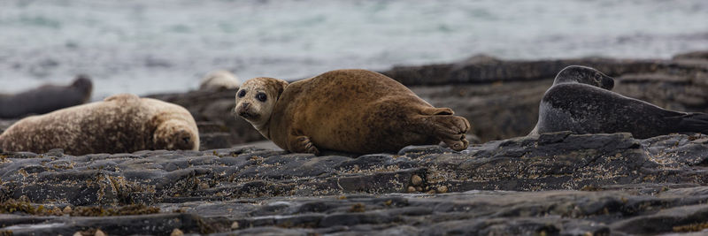 View of seal on rocks