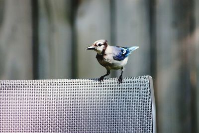 Close-up of bird perching