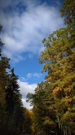 Low angle view of trees against sky