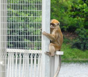 Monkey sitting against blurred background