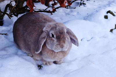Close-up of a snow covered field