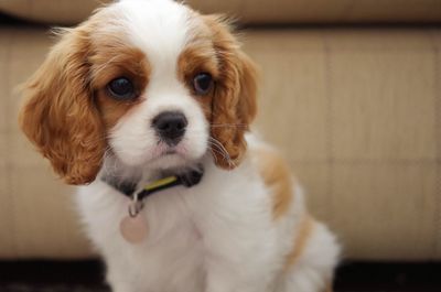 Close-up portrait of king charles cavalier puppy