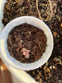 High angle view of food on ground