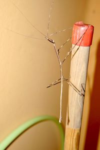 Close-up of plant hanging against blurred background