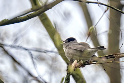 Close-up of bird perching on branch