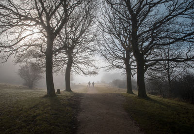 Bare trees by road during foggy weather