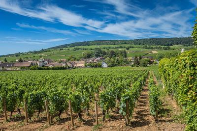 Meursault, burgundy, france- july 9, 2020 typical living houses in meursault.