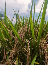 Close-up of crops growing on field against sky