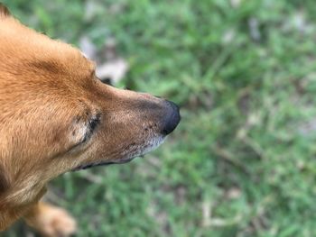 Close-up of dog outdoors