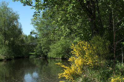 Scenic view of lake against trees in forest