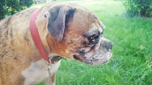 Close-up of dog on field