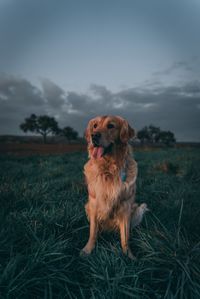 Cute dog on field during sunset