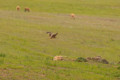 Sheep in a field