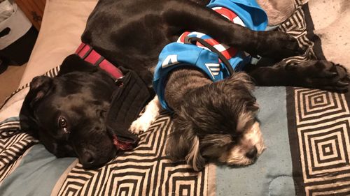 High angle view of dog lying on floor