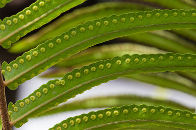 Close-up of wet leaf