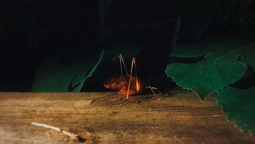 Close-up of insect on wood