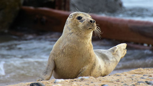 View of sea lion on rock