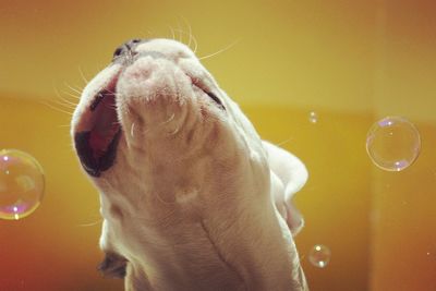 Close-up of a dog