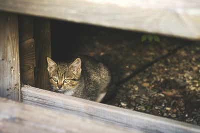 High angle view of kitten sitting on floor seen through fence