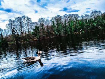 View of a duck in lake