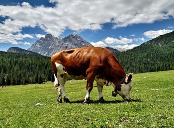 Cows on field against sky and mountains. dolomites