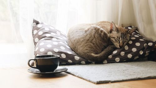 Cat resting on table