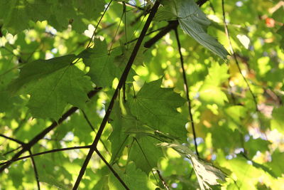 Close-up of leaves against blurred background