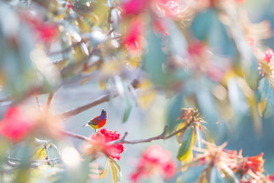 Close-up of pink flowers on branch