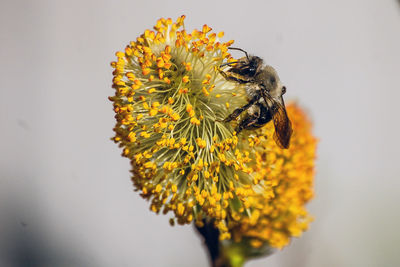 Close-up of bee on yellow flower