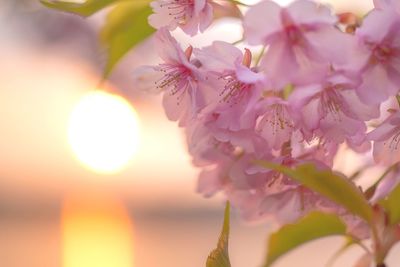 Close-up of pink flowers