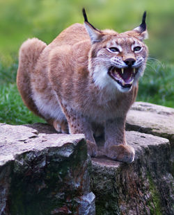 Close-up of big cat on rock