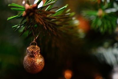 Close-up of fruits hanging on tree