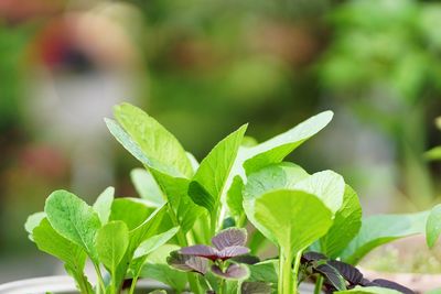 Close-up of green leaves