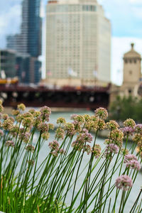 Close-up of flowers blooming in city