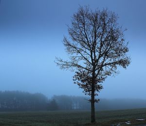 Bare tree on field against clear sky