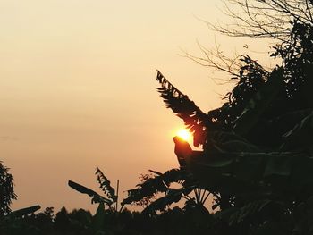 Silhouette cactus against sky during sunset