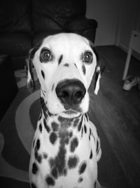 Close-up portrait of dog at home