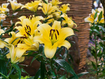 Close-up of yellow flowering plant in backyard