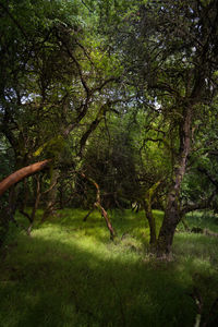 Trees in forest