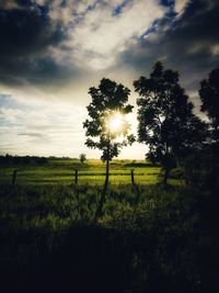 Silhouette trees on field against sky