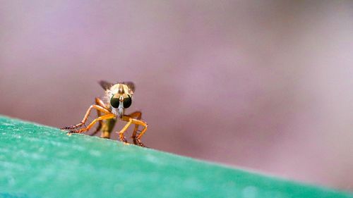 Close-up of spider