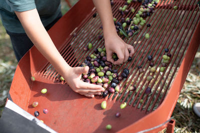 High angle view of hand holding fruits