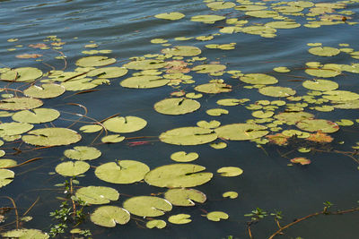 High angle view of leaves floating on water