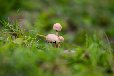 Close-up of mushrooms growing on field