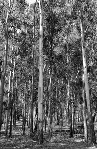 Trees in forest